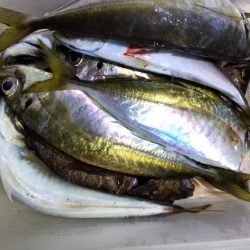 そろそろアジ