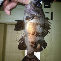 久々メバリング