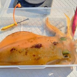 親イカシーズン調査