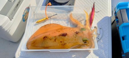 親イカシーズン調査