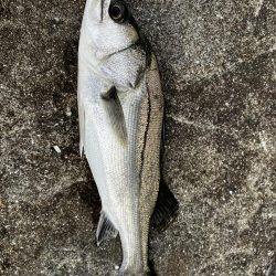 マッチザベイトでシーバス