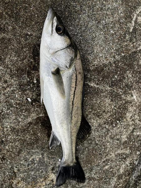 マッチザベイトでシーバス