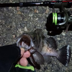 2024/04/01 南港ライトゲーム釣行