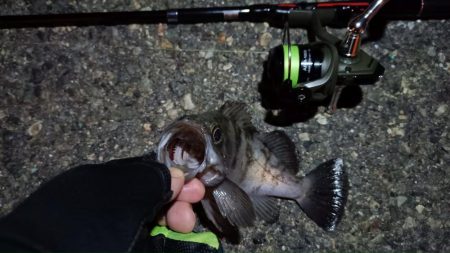 2024/04/01 南港ライトゲーム釣行