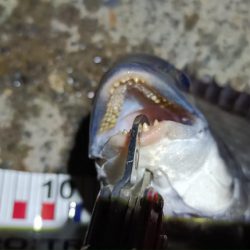 2024/04/04 舞洲ヘチ釣り釣行