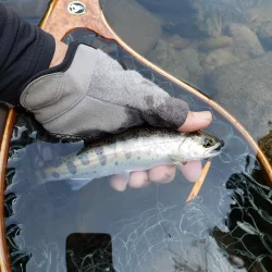 サクラ咲かないので菜の花満開花見