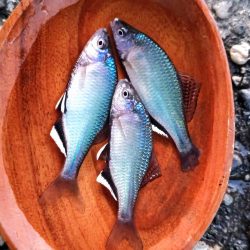 淀川のシロヒレタビラ