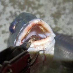 2024/04/09 舞洲方面ヘチ釣り釣行