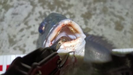 2024/04/09 舞洲方面ヘチ釣り釣行