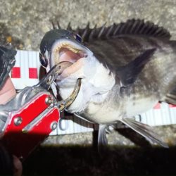 2024/04/10 舞洲方面ヘチ釣り釣行