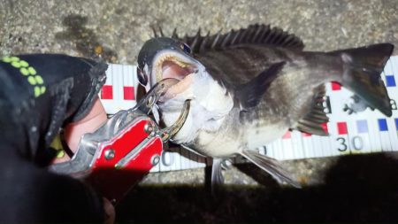 2024/04/10 舞洲方面ヘチ釣り釣行