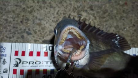 2024/04/11 舞洲方面ヘチ釣り釣行