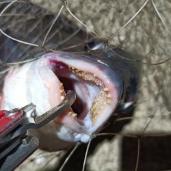 2024/04/12 舞洲方面ヘチ釣り釣行（歳無し釣果有り）