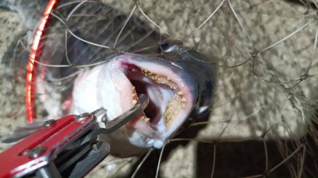 2024/04/12 舞洲方面ヘチ釣り釣行（歳無し釣果有り）