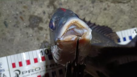 2024/04/13 南港ヘチ釣り釣行