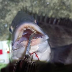 2024/04/14 南港ヘチ釣り釣行