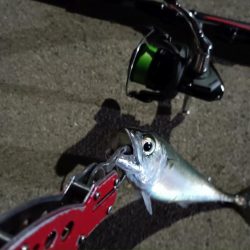 2024/04/15 南港ライトゲーム釣行