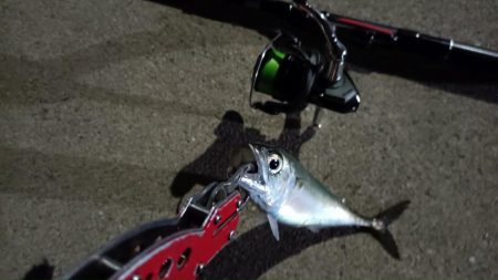 2024/04/15 南港ライトゲーム釣行