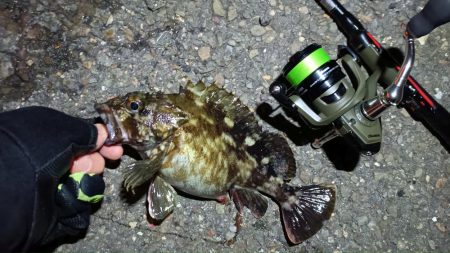 2024/04/19 南港ライトゲーム釣行(メバル狙い)