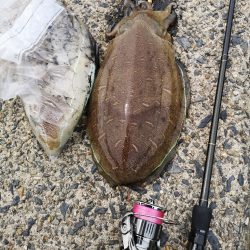 コウイカエギングとメバリング