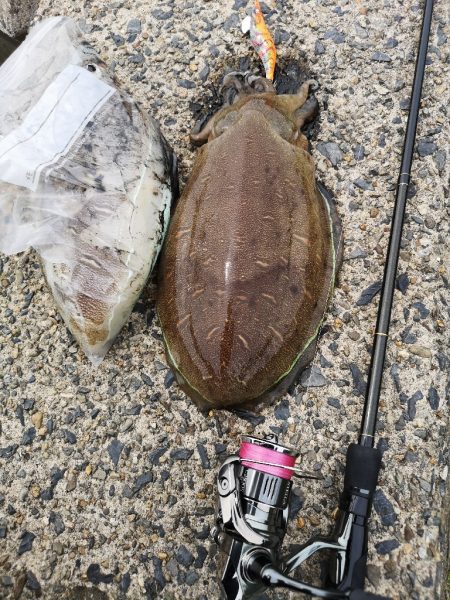 コウイカエギングとメバリング