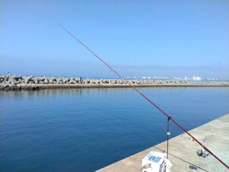 魚住港のキス調査