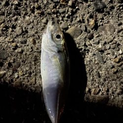 メバル時々アジ