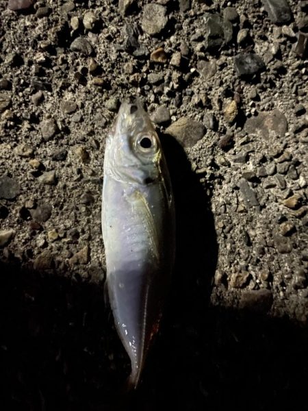 メバル時々アジ