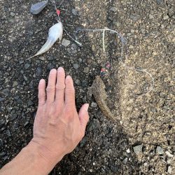 花見カレイ不発！癒しのテンコチ