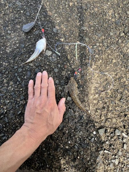 花見カレイ不発！癒しのテンコチ