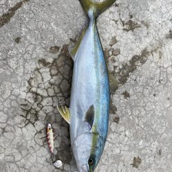 久しぶりの釣果