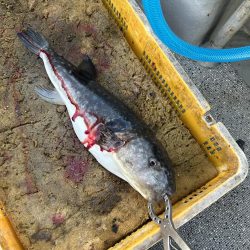 ディープタイラバとジギング