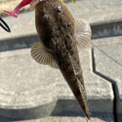 チヌとマゴチを狙ってみました！