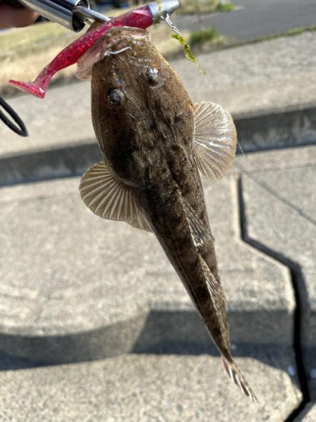 チヌとマゴチを狙ってみました！