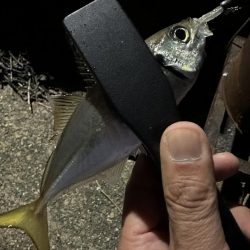 良型アジを探して