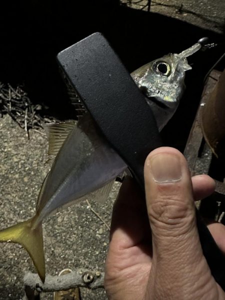 良型アジを探して