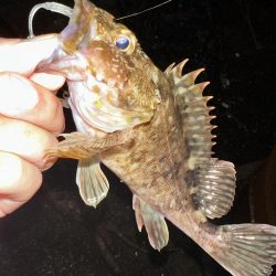 良型アジを探して2