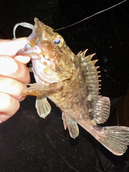 良型アジを探して2