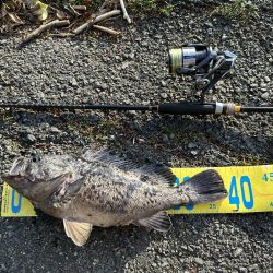 フラットフィッシュ狙って