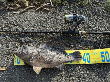 フラットフィッシュ狙って