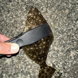 出た！ランカーマゴチ！