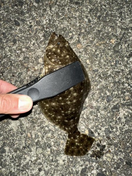 出た！ランカーマゴチ！