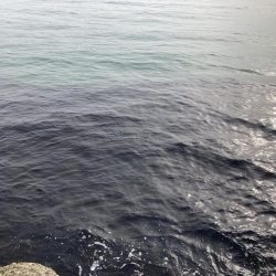 春の伝助アナゴ！