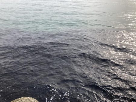 春の伝助アナゴ！