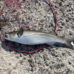 グレにカサゴに寒ボラに