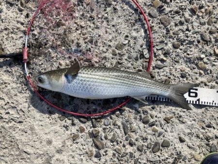 グレにカサゴに寒ボラに