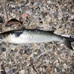 避難訓練と大ボラ