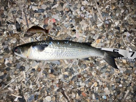 避難訓練と大ボラ