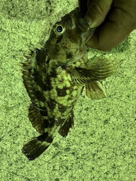 チヌはどこへσ(^_^;)