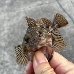 何も釣れないときこそガッシー(^^)